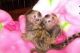 Pensillita Marmoset Animals for sale in Flushing, Queens, NY, USA. price: $450