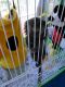 Pensillita Marmoset Animals for sale in Jacksonville, FL, USA. price: $450