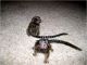 Pensillita Marmoset Animals for sale in OH-3, Columbus, OH, USA. price: NA