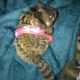 Pensillita Marmoset Animals for sale in Venus, FL 33960, USA. price: $600