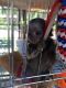 Pensillita Marmoset Animals for sale in Montgomery, AL 36108, USA. price: NA