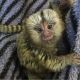 Pensillita Marmoset Animals for sale in Venus, FL 33960, USA. price: $300
