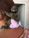 Pensillita Marmoset Animals for sale in Newport News, VA, USA. price: $3,000