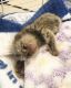 Pensillita Marmoset Animals for sale in Del Rey Oaks, CA 93940, USA. price: NA