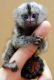 Pensillita Marmoset Animals for sale in Jacksonville, FL, USA. price: $500