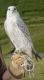 Peregrine Falcon Birds
