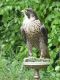 Peregrine Falcon Birds