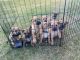 Perro de Presa Canario Puppies for sale in Atlanta, GA, USA. price: NA