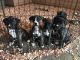 Perro de Presa Canario Puppies for sale in St Paul, MN, USA. price: $1,000