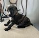 Perro de Presa Canario Puppies for sale in Minneapolis, MN, USA. price: $900