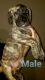 Perro de Presa Canario Puppies for sale in Englishtown, NJ 07726, USA. price: $1,500