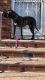 Perro de Presa Canario Puppies for sale in Linden, NJ, USA. price: $5,000