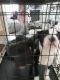 Perro de Presa Canario Puppies for sale in Deltona, FL, USA. price: NA