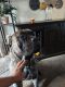Perro de Presa Canario Puppies for sale in Forest Park, GA, USA. price: $1,000