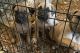 Perro de Presa Canario Puppies for sale in Powder Springs, GA, USA. price: $500