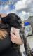 Perro de Presa Canario Puppies for sale in Lakeland, FL, USA. price: NA