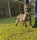 Perro de Presa Canario Puppies for sale in McDonough, GA, USA. price: $1,600