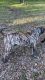 Perro de Presa Canario Puppies for sale in 9577 Sheep Ranch Rd, Mountain Ranch, CA 95246, USA. price: $1,000