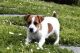 Perro de Presa Canario Puppies for sale in Beaver Creek, CO 81620, USA. price: NA