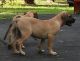 Perro de Presa Canario Puppies for sale in Bryans Road, MD 20616, USA. price: $1,000