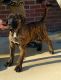 Perro de Presa Canario Puppies for sale in Newark, DE, USA. price: $750