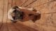 Perro de Presa Canario Puppies for sale in Decatur, AL, USA. price: $1,500
