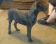 Perro de Presa Canario Puppies for sale in Louisville, KY 40219, USA. price: $450