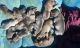Perro de Presa Canario Puppies for sale in Fayetteville, NC, USA. price: NA