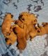 Perro de Presa Canario Puppies for sale in Salisbury, MD, USA. price: NA