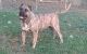 Perro de Presa Canario Puppies for sale in Kirkwood, PA 17536, USA. price: NA