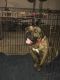 Perro de Presa Canario Puppies for sale in Buena, NJ, USA. price: $800