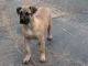 Perro de Presa Canario Puppies for sale in Macon, GA, USA. price: NA