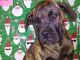 Perro de Presa Canario Puppies for sale in Macon, GA, USA. price: $700