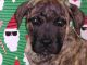 Perro de Presa Canario Puppies for sale in Macon, GA, USA. price: $1,000