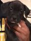 Perro de Presa Canario Puppies for sale in Chesapeake, VA, USA. price: $500