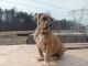 Perro de Presa Canario Puppies for sale in Odenton, MD, USA. price: NA
