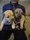 Perro de Presa Canario Puppies for sale in Buena, NJ, USA. price: $700