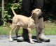 Perro de Presa Canario Puppies for sale in Upper Marlboro, MD 20772, USA. price: NA