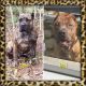 Perro de Presa Canario Puppies for sale in Hampstead, NC 28443, USA. price: $800