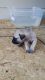 Perro de Presa Canario Puppies for sale in Phenix City, AL, USA. price: $500