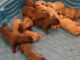 Perro de Presa Canario Puppies for sale in Killeen, TX, USA. price: NA