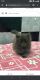 Persian Cats for sale in Brahmapur, Odisha, India. price: 12000 INR