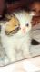 Persian Cats for sale in Quitman, GA 31643, USA. price: NA