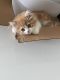 Persian Cats for sale in Sunny Isles Beach, FL 33160, USA. price: $1,000