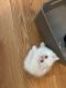 Persian Cats for sale in Squaw Valley, CA, USA. price: NA