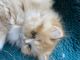 Persian Cats for sale in Charlotte, NC, USA. price: $900