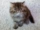 Persian Cats for sale in San Diego, CA, USA. price: NA