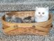 Persian Cats for sale in Lawrenceville, GA, USA. price: $500