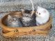 Persian Cats for sale in Lawrenceville, GA, USA. price: NA