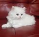 Persian Cats for sale in 910 Atlanta Hwy, Loganville, GA 30052, USA. price: NA